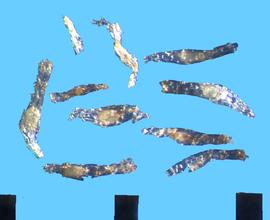  Galearis spectabilis.  Seeds are centered in a long transparent sac.