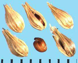  Gomphrena globosa.  Seeds with a radicle lobe that extends beyond the circular margin.