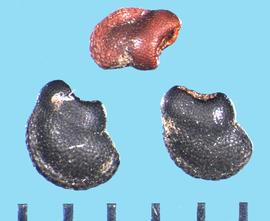  Harrisia martinii.  Seeds with a large collar around a depressed hilum.