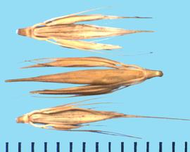  Hordeum brachyantherum  subsp . californicum.  Spikelets with central fertile florets that are large, but lateral sterile florets are small. 