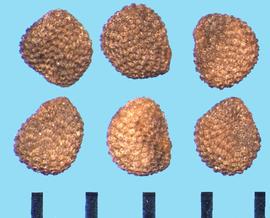  Hyoscyamus niger.  Seeds with strong reticulations with stipples at their bases.