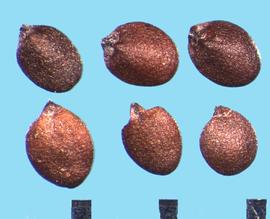  Origanum vulgare.  Nutlets with uniformly rounded dorsal and ventral sides.