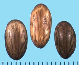  Parkinsonia aculeata.  True seeds with mottling that have both longitudinal lines and small flecks.