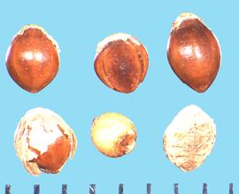 Paspalum scrobiciulatum . Florets with fragments of the glumes are often attached to the base of the floret. 