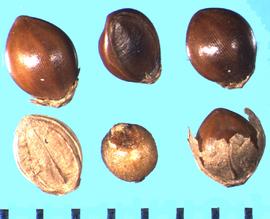  Paspalum scrobiciulatum . Florets with fragments of the glumes are often attached to the base of the floret. 