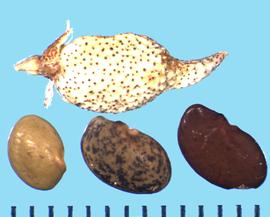  Pediomelum esculentum.  Seeds are borne singly in a pod that is white with dark spots.