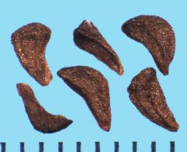  Peganum harmala.  True seeds that are sometimes bent. 