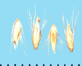  Cenchrus caudatus.  Florets with many filaments attached to the callus. 