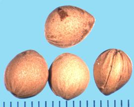  Prunus virginiana.  Pits that are seeds enclosed in the hard inner part (endocarp) of the fruit coat.