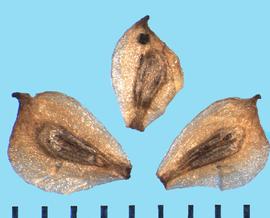  Sagittaria sagitifolia.  Achenes with a longitudinal groove on each side. 