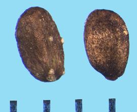  Salvia apiana . Nutlets with black stipples. 