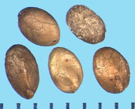  Salvia azurea.  Nutlets with a rounded dorsal side. 