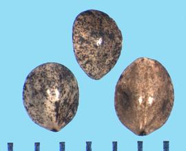  Salvia carduacea.  Nutlets that are gray with black mottling.