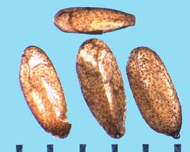  Salvia leucophylla.  Nutlets with the ventral side that has two flat sides separated by a ridge.