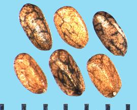 Salvia mellifera.  Nutlets with black reticulations. 