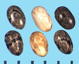  Salvia tiliifolia.  Nutlets with rounded dorsal and ventral sides. 