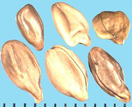  Senna armata.  True seeds with a strong groove from the base to the apex. 