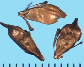  Sparganium erectum.  Achenes with a distorted and wrinkled surface. 