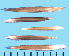  Nassella cernua.  Brown florets with white ends, and a long and densely bearded callus.