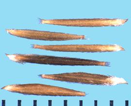  Nassella lepida.  The long geniculate awn arises from the bearded crown-like structure at the apex of the lemma. 