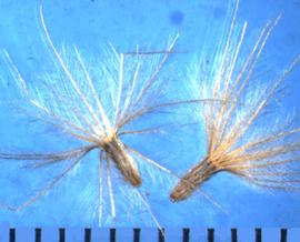  Tridax procumbens . Achenes with a dense pappus and the many pappus shafts are covered with lateral hairs. 