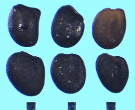  Trifolium angulatum.  True seeds with the hilum at one end of the oval, where the radicle and cotyledon lobes end. 