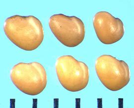  Trifolium caucsicum . True seeds with the radicle lobe 3/4 the length of the cotyledon lobe. 
