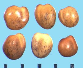  Trifolium fragiferum.  True seeds with purple flecking that can vary from small specks to solid color. 