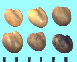  Trifolium lupinaster.  True seeds with a strong indentation on the side of the seed between the two lobes. 