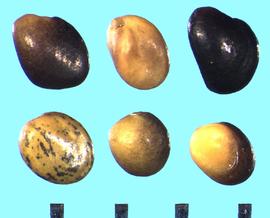  Trifolium ornithopodioides.  True seeds with irregular shapes and colors. 