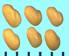  Trifolium patulum.  True seeds with a strong groove on the seed side separating the radicle and cotyledon lobes. 