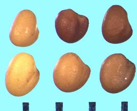  Trifolium repens.  True seeds with the radicle lobe approximately the same length as the cotyledon lobe and diverging, leaving a depression for the hilum. 