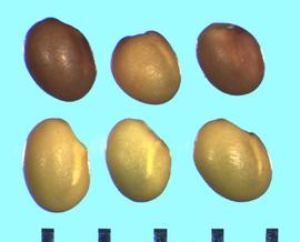  Trifolium tumens.  True seeds with light coloring between the lobes. 