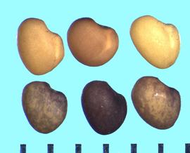  Trifolium velebiticum.  True seeds with a surface groove between the seed lobes. 