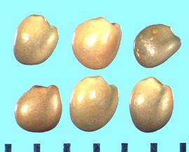  Trifolium willdenovii.  True seeds with the radicle and cotyledon lobes of usually the same length.