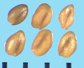  Trigonella stellata.  True seeds with the axis of the radicle and cotyledon lobes parallel.