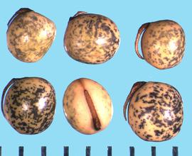  Vicia hirsuta.  True seeds where the hilum often has a cover that is attached by one end of the seed to the end of the hilum.