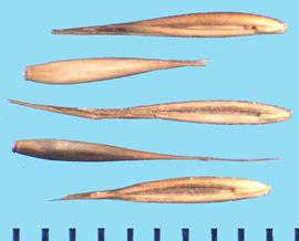  Vulpia microstachys.  Floret with an indentation above the callus. 