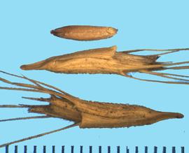  Aegilops triuncialis.  Upper: Seed. Middle and Lower: rachis segment. 