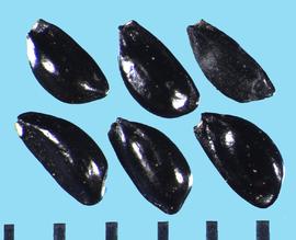  Aquilegia canadensis.  Seeds with distinct ribs. 
