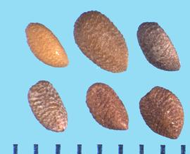  Sambucus nigra  ssp.  cerulea.  True seeds with irregular transverse ribs.
