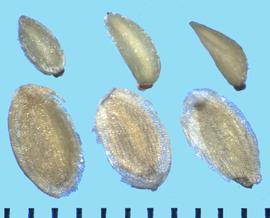 Calochortus gunnisonii.  Seeds and achenes. Achene coat is transparent, fragile, and reticulated.