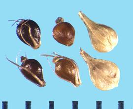  Eleocharis palustris.  Achenes with barbed bristles from the base.