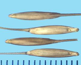  Elymus gmelinii.  Florets with a long, curved lemma awn. 