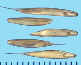  Elymus mutabilis.  Florets with a short awn and the lateral sides of the callus have hispid hairs.