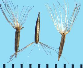  Eutrochium maculatum.  Seeds are black with a white pappus crown; pappus is sometimes present.