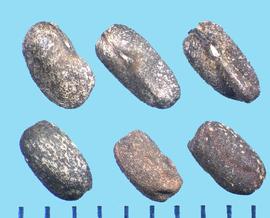  Geranium viscosissimum.  The seed's surface is sometimes covered with scurfy materials. 