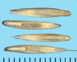  Leymus angustus.  Florets with hairs on the upper margin of the callus. 