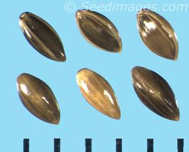  Panicum coloratum . Olive-brown florets with yellow nerves, a wide yellow spot on the lemma center. 