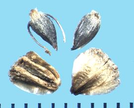  Parthenium integrifolium.  Achenes enclosed within attachments.